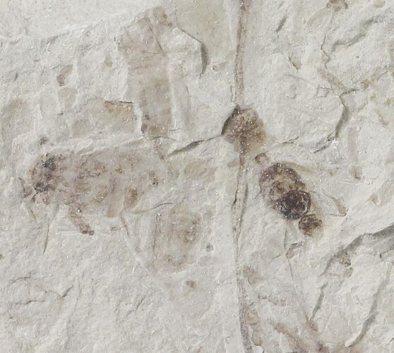 Fossil Insect Cluster (Ant, Flies, Bee) - Green River Formation, Utah #109212